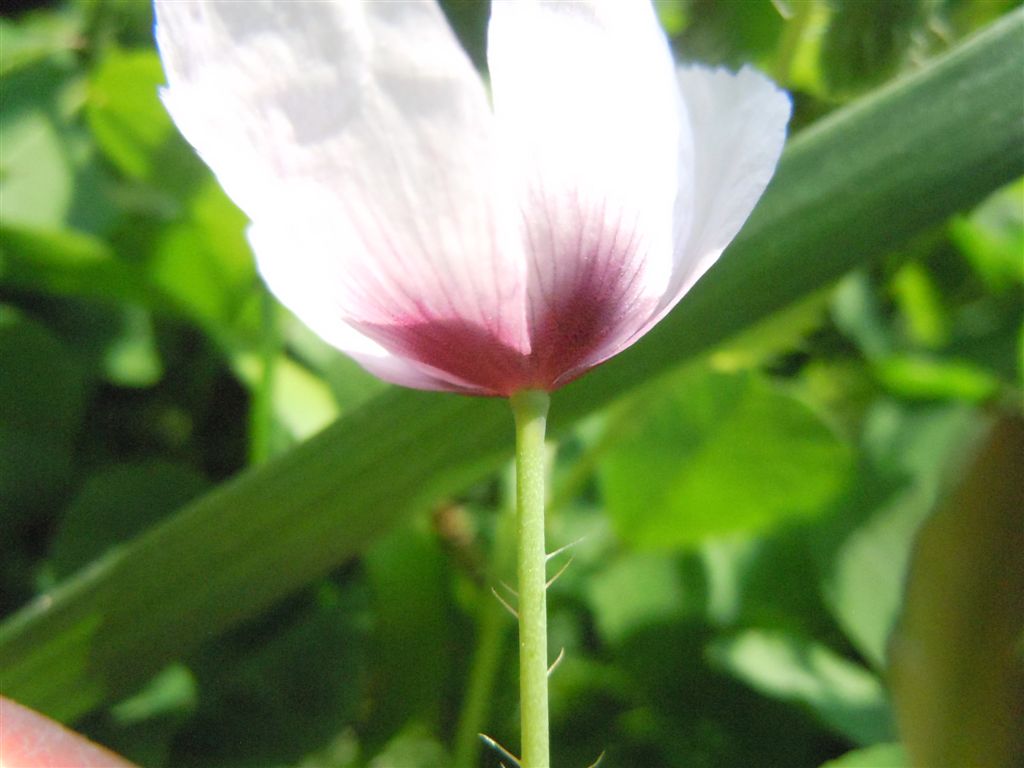 Papaver setigerum